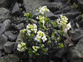 Arabis x suendermannii